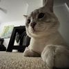 eman - @emmanuel.hess - TikTok