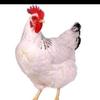 Emmanuel Hessou - @emmanuel.hessou5 - TikTok