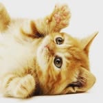 Emmanuel Marcelino - @memeyou527 - Instagram
