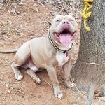 Prince Emmanuel Marsh the 1st - @prince_emmanuel_the_pitbull - Instagram