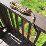 Emmanuel Morton - @emmanuel.morton - Instagram