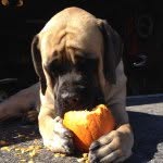 Emme Smith - @dog_lover_761 - Instagram