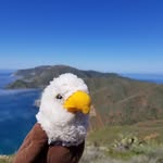 Emmett The Eagle - @emmettdaeagle - Instagram