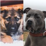 Blu Emmett & Axl Gray - @life_with_blu_and_axl - Instagram