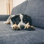 Emmett - @emmettpawsworth - Instagram