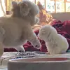 harper lilac & emmie sage - @our_harper_emmie - TikTok