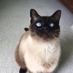Emmit Harry Miller - @emmit_awesomecat - Instagram