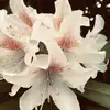 Emmy.berg - @girasolspanisch - TikTok