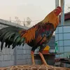 ໄກ່ຕີ ຄ້າຍເຜັດຂີ້ໝູ - @chonglor.vangxeng - TikTok