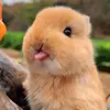 Charming Critter Haven - @tianyuanmengchong - TikTok