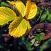 Enid Becker - Facebook