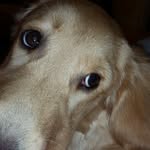 Enid the Golden Girl - @enid_is_a_good_girl - Instagram