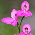 Enid Miranda - @orchidartist - Instagram