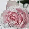 Migdalys Enid Ocasio - @migdalys.enid.oca - TikTok