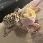 🦎Indi_Lita_Ray & Enid🦎 - @indi_lita_ray_enid_geckos - Instagram
