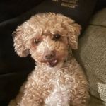 Enid Rose Ryan - @enid_the_puppy - Instagram