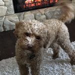 Enid Rose Ryan - @enid_the_puppy - Instagram