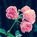Enid Stephens - Facebook