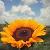 Enid Torres - @enid.torres8 - TikTok