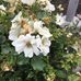 Enoch Cook - Facebook
