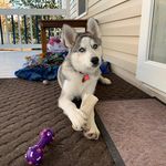 🐾Enoch Epps🐾 - @siberian_husky_enoch - Instagram