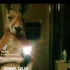 luis enrique conde montiel - @luis.enrique.cond - TikTok