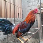 enrique duval ptrera siancas - @enriqueduvalptrera - Instagram