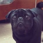 Onyx "Onnie" Enrique Farmer - @onyxthepug - Instagram