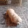 Enrique Macias - @enrique.macias963 - TikTok