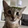 enrique obregon - @enriqueobregon01 - TikTok