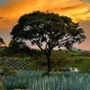 enriquerojo79 - @enriquerojo79 - TikTok