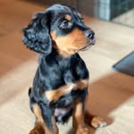 @enya_gordonsetter - Instagram
