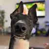 Enzo the Long Boy - @enzothelongboy - TikTok