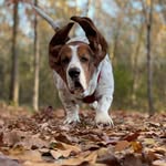 Lorenzo - @enzo_long_ears_walter - Instagram
