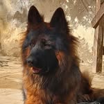 Zober (Enzo) German Shephered Dog 🐾 - @enzolongcoat - Instagram