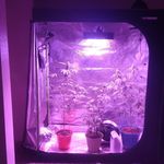 Ephriam Graves - @e.da.grower - Instagram
