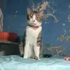 Epifanio Quiroga Torres - @epifanio.quiroga - TikTok