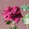 Epifania Camacho - @epifania.camacho - TikTok