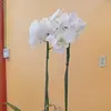 Epifania Contreras - @epifania.contrera - TikTok