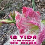 Epifania Gonzalez - @epifania.gonzalez.5454 - Instagram
