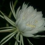 Epifania Gonzalez - @epifania5037 - Instagram