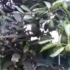 Epifanio Perez Munoz - @epifanio.perez.mu - TikTok