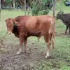 Epimenio - @epimenio53 - TikTok
