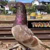 orang - @jeppy.torres - TikTok