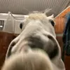 equi_ella - @equi_ella._ - TikTok