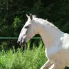 🤍 - @equiiella - TikTok