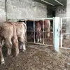 erasmovega795 - @erasmovega795 - TikTok