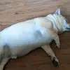 erasmo Velazquez - @erasmo.velazquez5 - TikTok