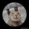 Erasmus - @erasmus5913 - TikTok