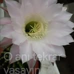 Ercan Eren - Facebook